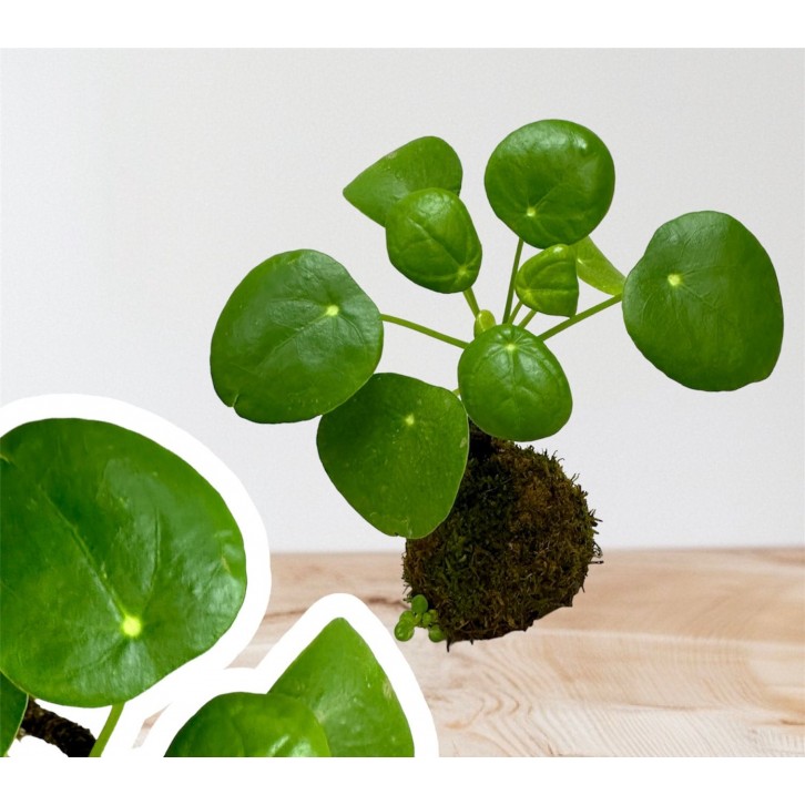 Pilea Peperomioides kokedama (Chinese Money Plant)
