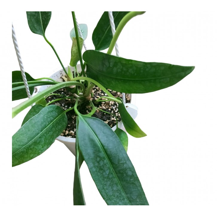 Anthurium Pallidiflorum (Strap Leaf Anthurium)