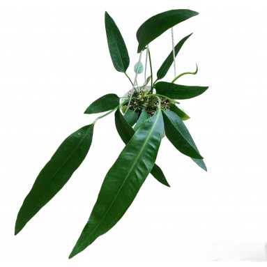 Anthurium Pallidiflorum (Strap Leaf Anthurium)