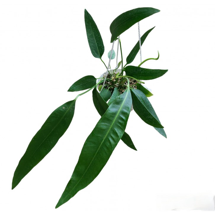 Anthurium Pallidiflorum (Strap Leaf Anthurium)