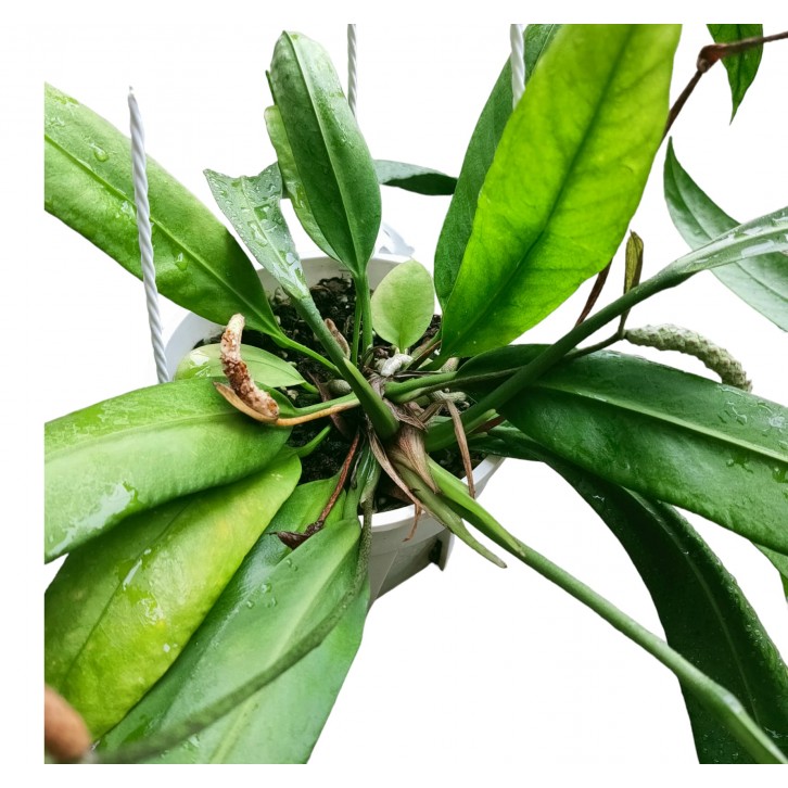 Anthurium vittarifolium (Strap Leaf Anthurium)