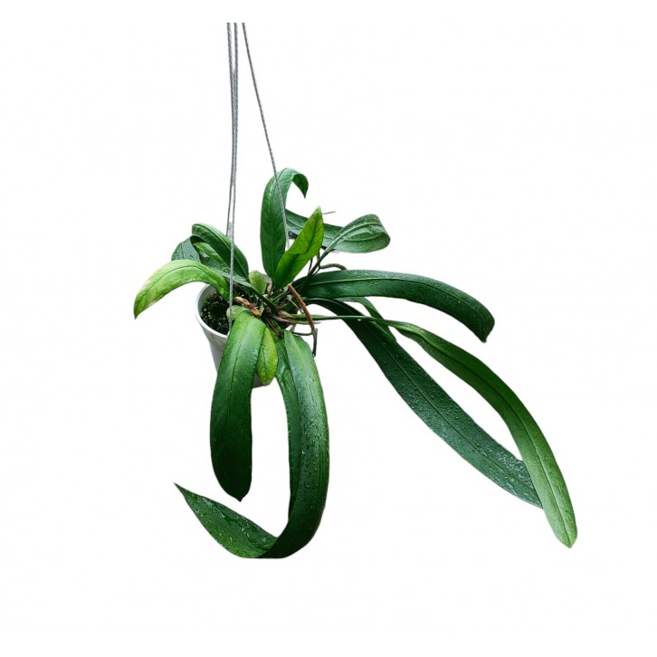 Anthurium vittarifolium (Strap Leaf Anthurium)