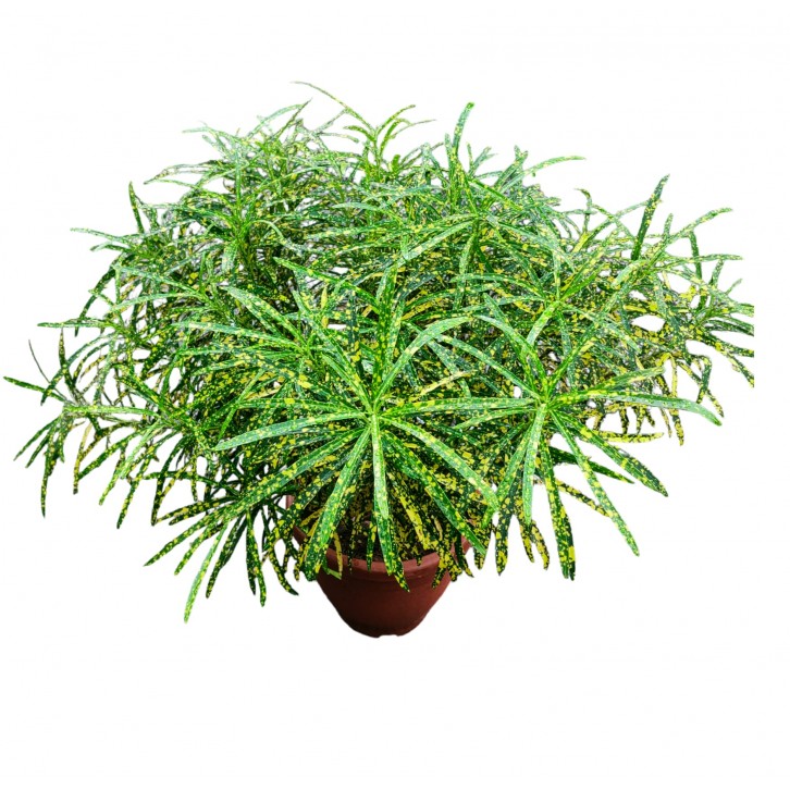 Croton Dust Gold (Codiaeum Variegatum)