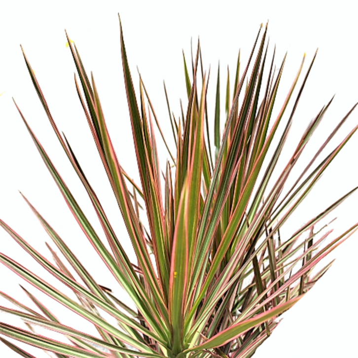 Dracaena marginata 'Tricolor' (kokedama)