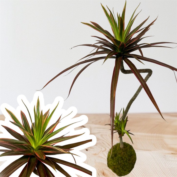 Dracaena marginata 'Tricolor' (kokedama)