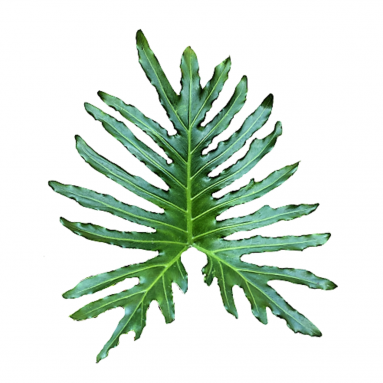 Philodendron selloum (kokedama)