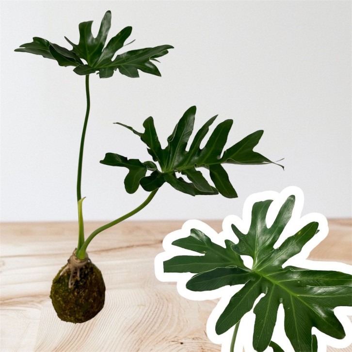 Philodendron selloum (kokedama)