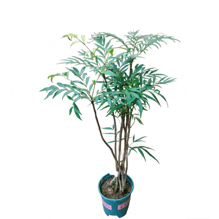 Mahonia fortunei 十大功劳