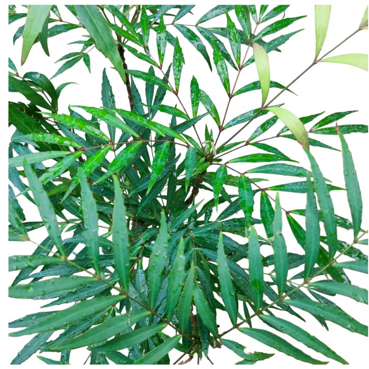 Mahonia fortunei 十大功劳