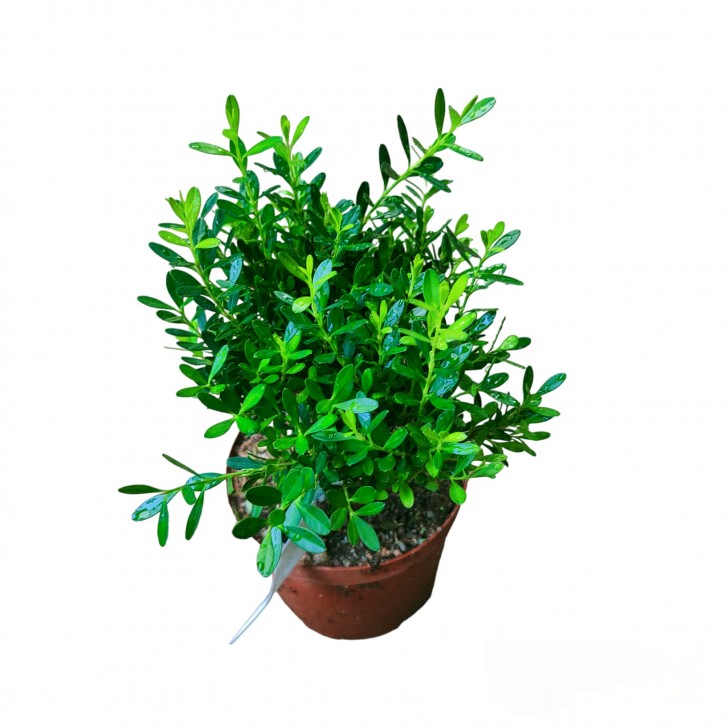 Buxus harlandii