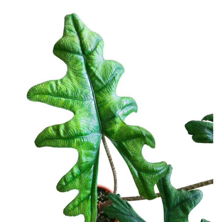 Alocasia Jacklyn