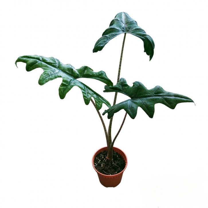 Alocasia Jacklyn