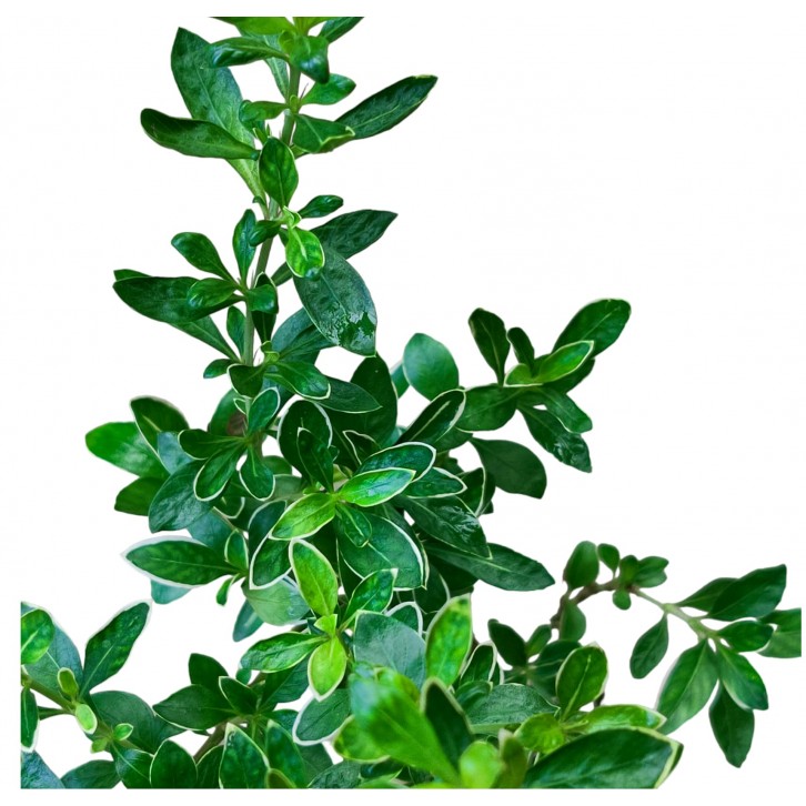 Serissa japonica 'Snow Leaves'