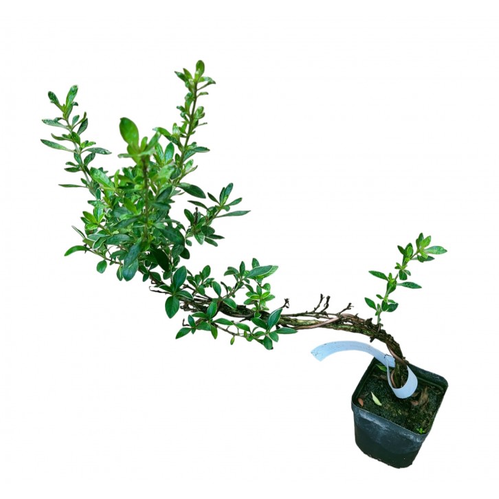 Serissa japonica 'Snow Leaves'