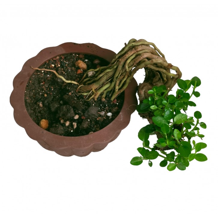 Premna serratifolia bonsai