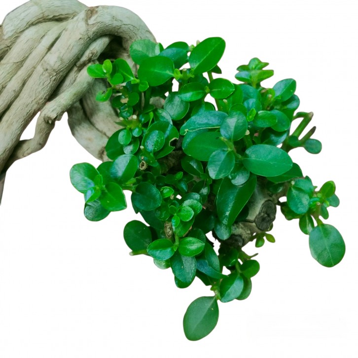 Premna serratifolia bonsai