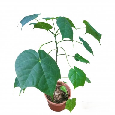 Sterculia colorata