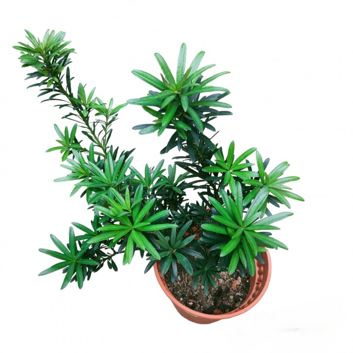 Podocarpus Macrophyllus (Yew Pine)