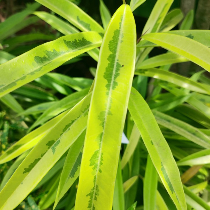 Ficus 'Amstel Gold' (Ficus binnendijkii Tree)