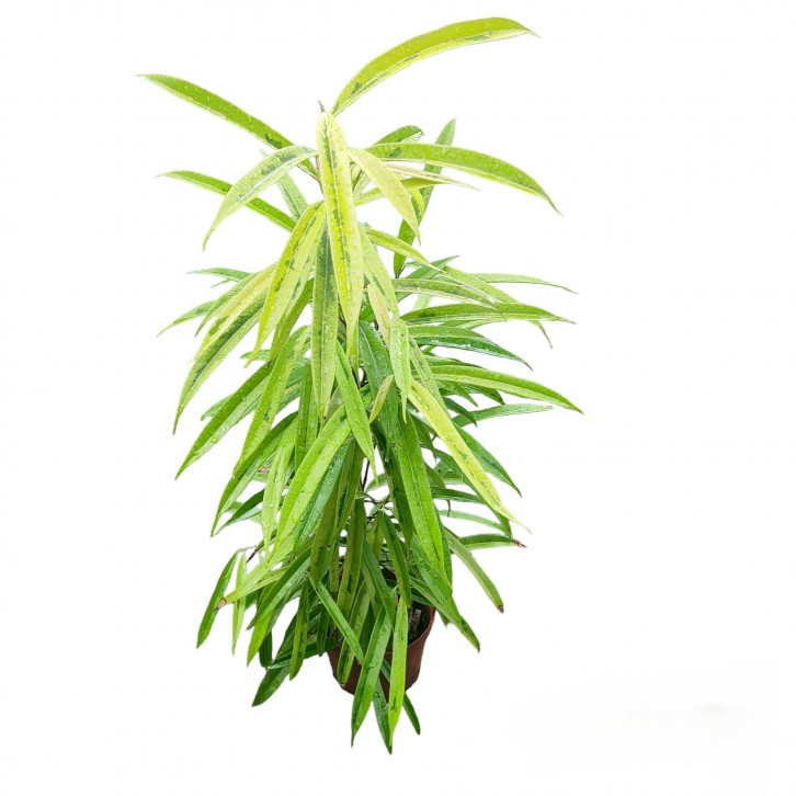 Ficus 'Amstel Gold' (Ficus binnendijkii Tree)