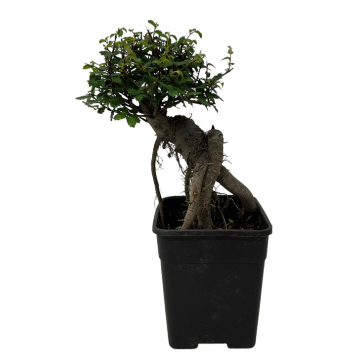Ulmus Parvifolia (Chinese Elm Bonsai)