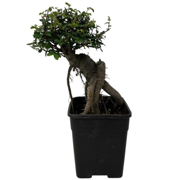 Ulmus Parvifolia (Chinese Elm Bonsai)