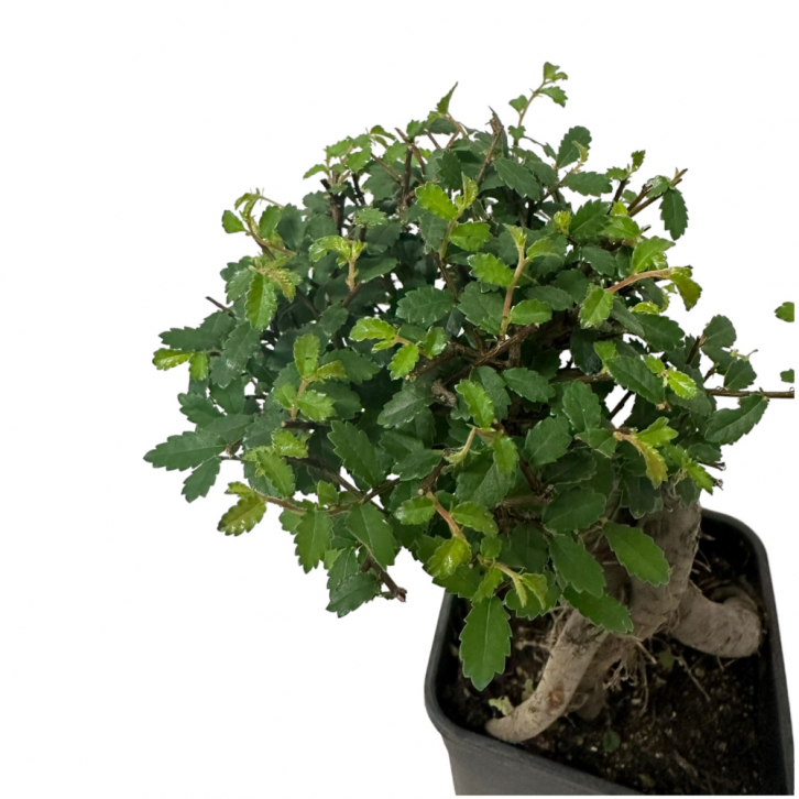 Ulmus Parvifolia (Chinese Elm Bonsai)