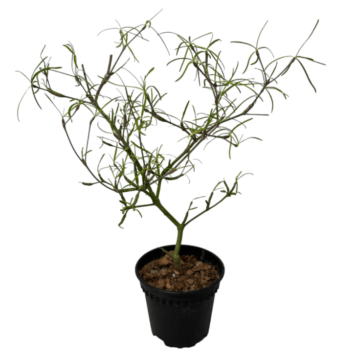 Euphorbia hedyotoides