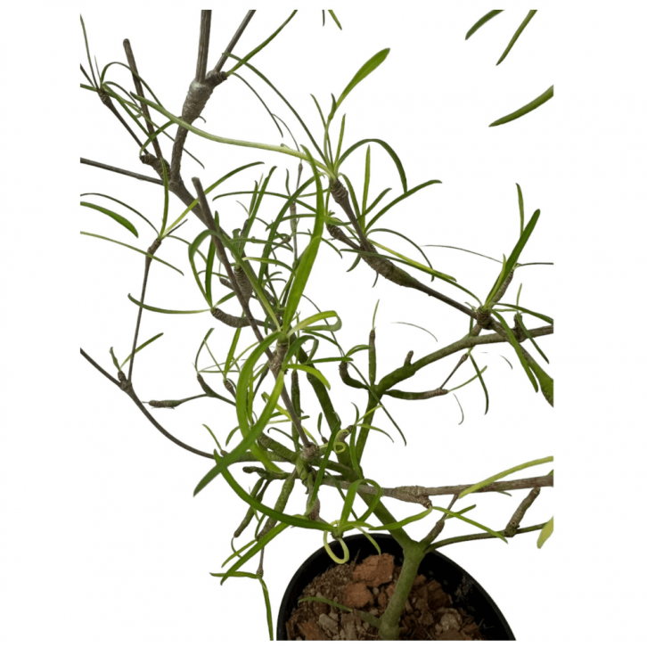 Euphorbia hedyotoides