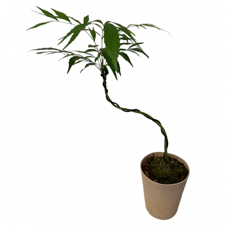 Mahonia fortunei 十大功劳