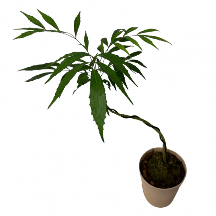 Mahonia fortunei 十大功劳