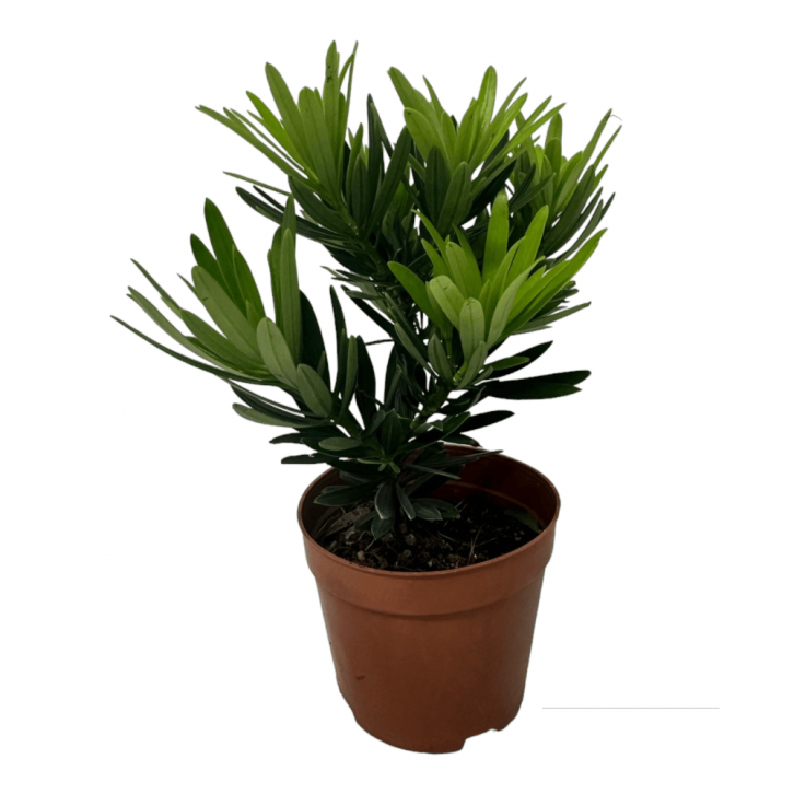 Mini Podocarpus Macrophyllus 'Maki'