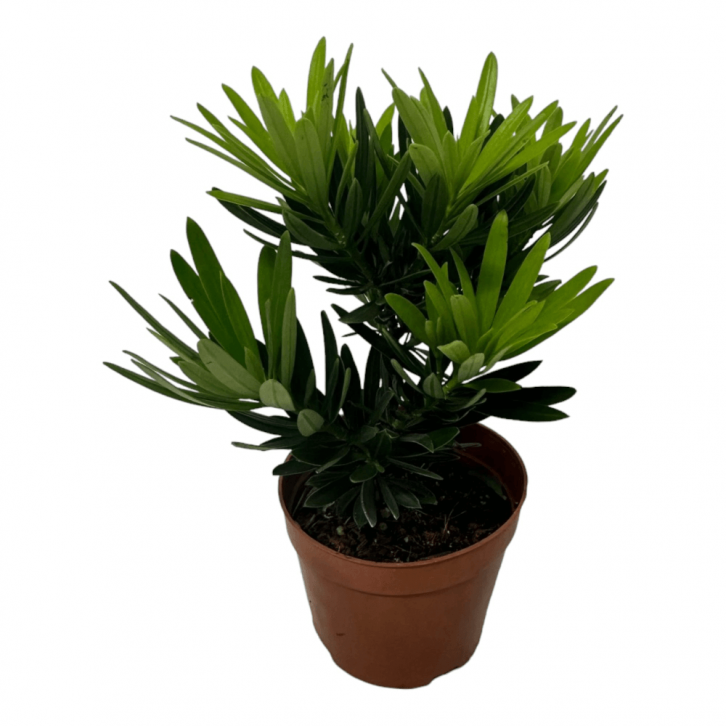 Mini Podocarpus Macrophyllus 'Maki'