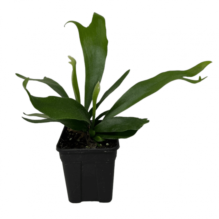 二歧鹿角蕨 Platycerium Bifurcatum (Staghorn Fern)