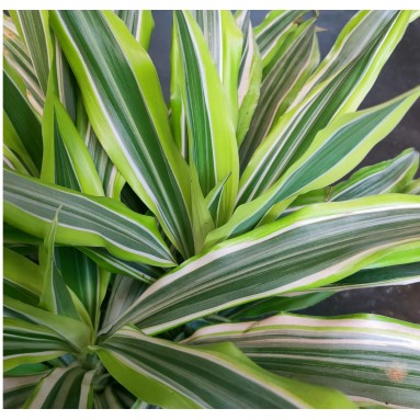 Dracaena Lemon Lime