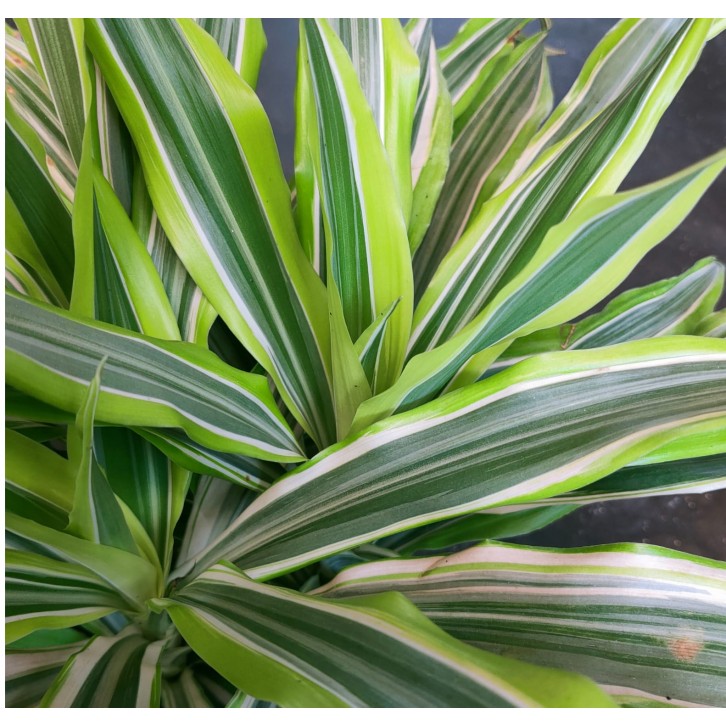 Dracaena Lemon Lime