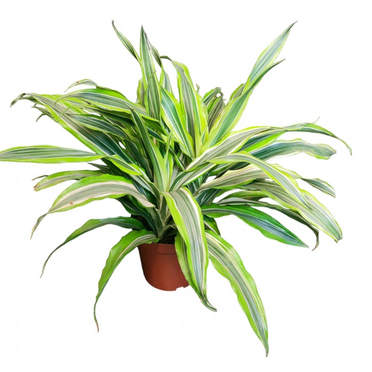 Dracaena Lemon Lime