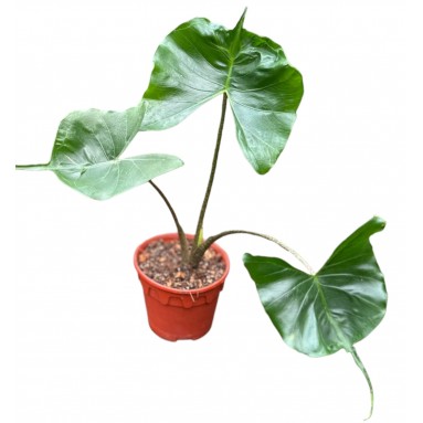 Alocasia Macrorrhizos 'Stingray'