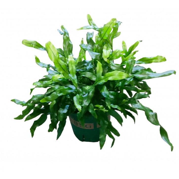 Zealandia pustulata (Kangaroo Fern)