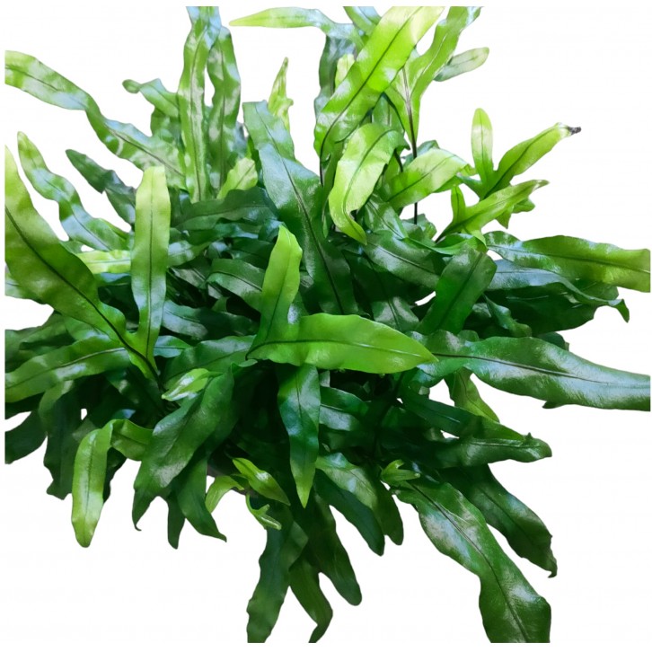 Zealandia pustulata (Kangaroo Fern)