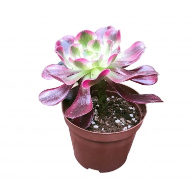 Aeonium