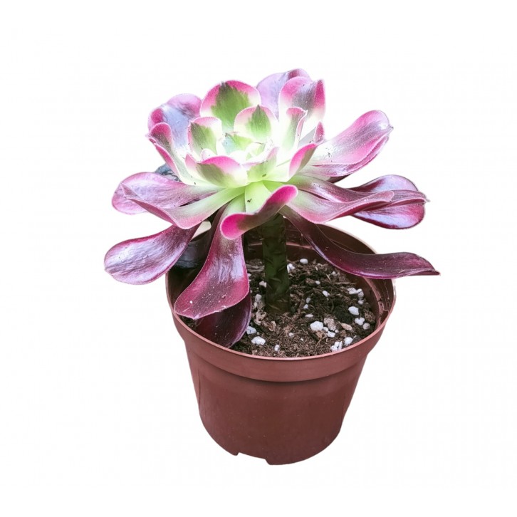 Aeonium