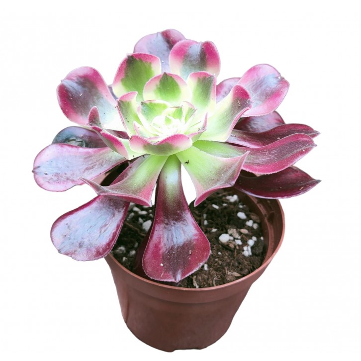 Aeonium