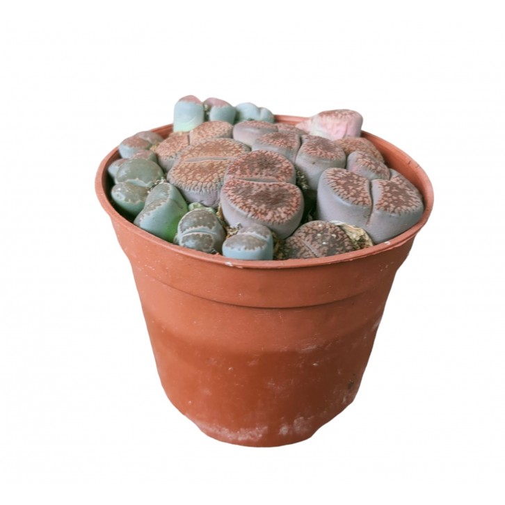 Lithops (Living Stone)
