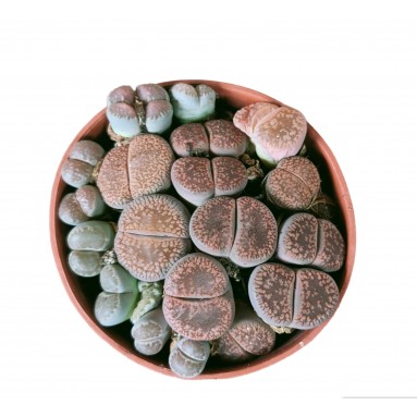 Lithops (Living Stone)