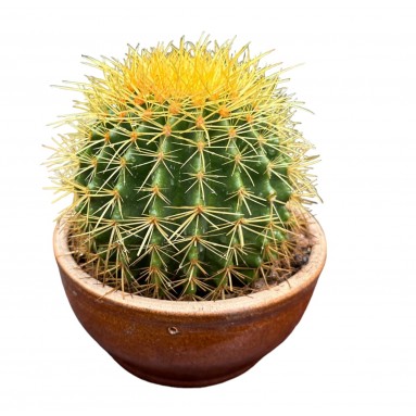 Echinocactus Grusonii (Golden Barrel Cactus)