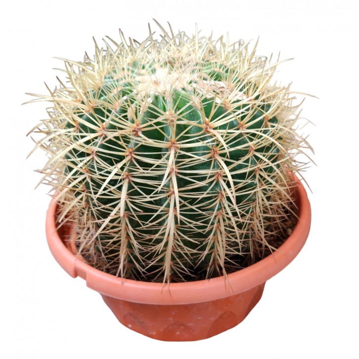 Echinocactus Grusonii (Golden Barrel Cactus)