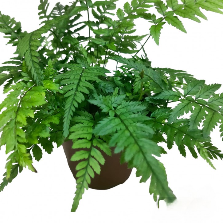 Polystichum pianmaense 片马耳蕨