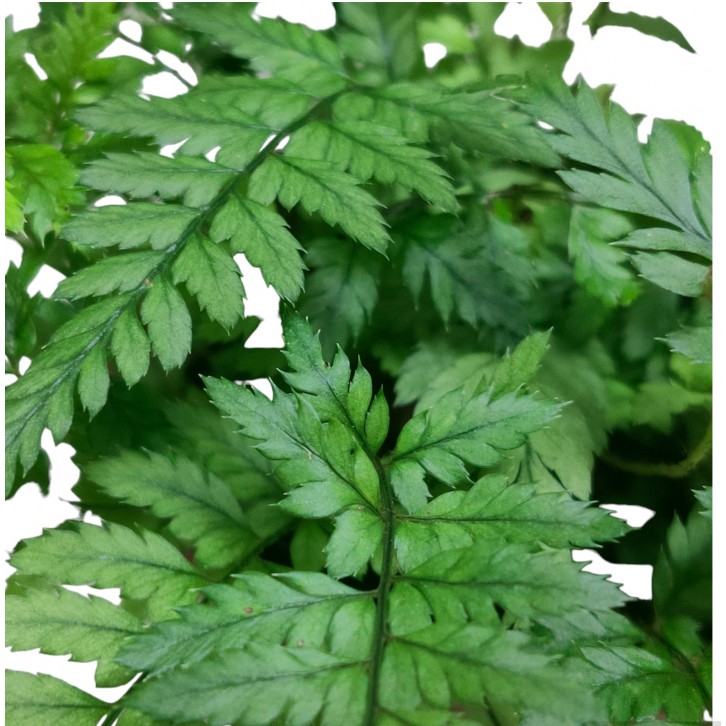 Polystichum pianmaense 片马耳蕨