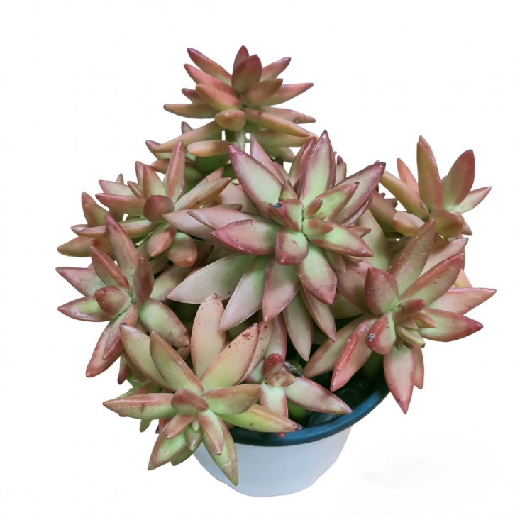 Sedum Adolphii